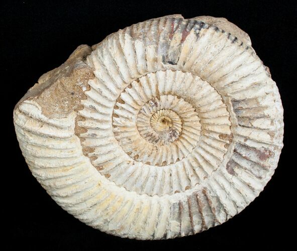 Inch Perisphinctes Ammonite - Jurassic #3753